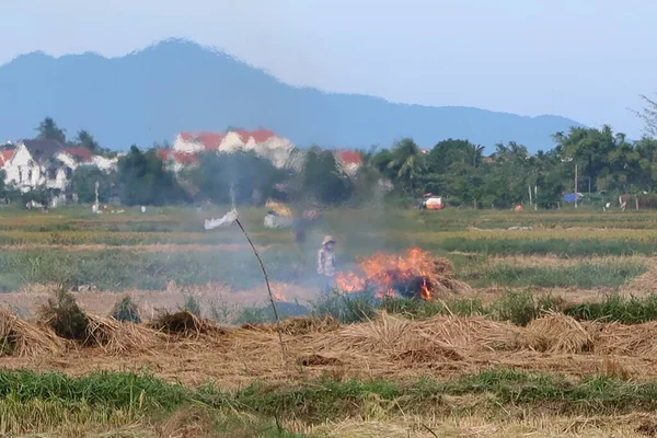 Hoi Vietnam May 2021 Man Burns Straw First Rice Harvest — Stock Photo, Image