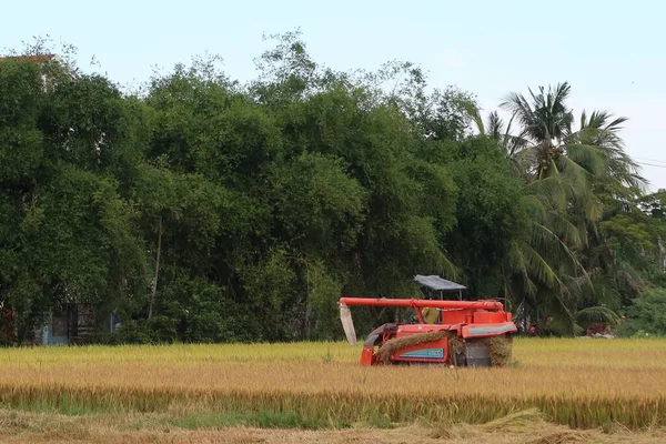 Hoi Vietnam Mai 2021 Eine Erntemaschine Erntet Reis Während Der — Stockfoto