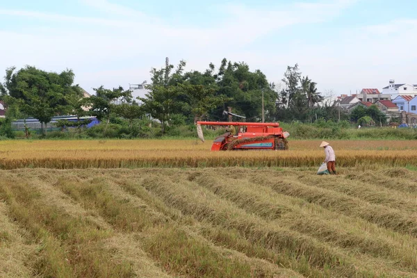 Hoi Vietnam Mei 2021 Combineer Oogstwerk Een Rijstveld Tijdens Eerste — Stockfoto