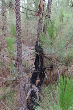 Vilaflor, Tenerife, İspanya, 29 Ekim 2025: Barranco de las Lajas, Tenerife yakınlarındaki Dona Candida Dağı 'nda çıkan yangından kurtulan Kanarya Adası çamları