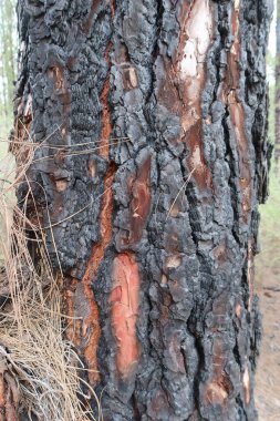 Vilaflor, Tenerife, İspanya, 29 Ekim 2025: Dikey Bakış. İspanya, Tenerife 'deki Vilaflor yakınlarındaki Barranco de las Lajas vadisinde çıkan yangından sonra hayatta kalan Kanarya Adası çamları.