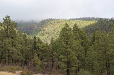 Vilaflor, Tenerife, İspanya, 29 Ekim 2025: İspanya Tenerife, İspanya 'da Vilaflor yakınlarındaki Dona Candida Dağı' ndaki Barranco de las Lajas vadisinde çıkan yangından sonra hayatta kalan Kanarya Adası çamlarının manzarası