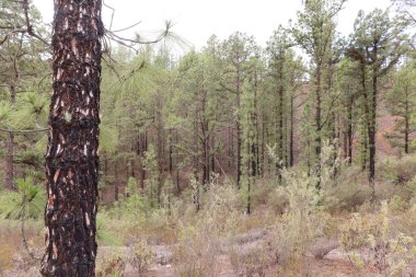 Vilaflor, Tenerife, İspanya, 29 Ekim 2025: Barranco de las Lajas geçidinde çıkan yangından sonra hayatta kalan Kanarya Adası çam ormanı, Dona Candida Dağı, Tenerife, İspanya