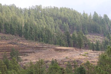 Vilaflor, Tenerife, İspanya, 29 Ekim 2025: İspanya Tenerife, İspanya 'da Vilaflor yakınlarındaki Dona Candida Dağı' ndaki Barranco de las Lajas vadisinde çıkan yangından sonra hayatta kalan Kanarya Adası çamları ormanında