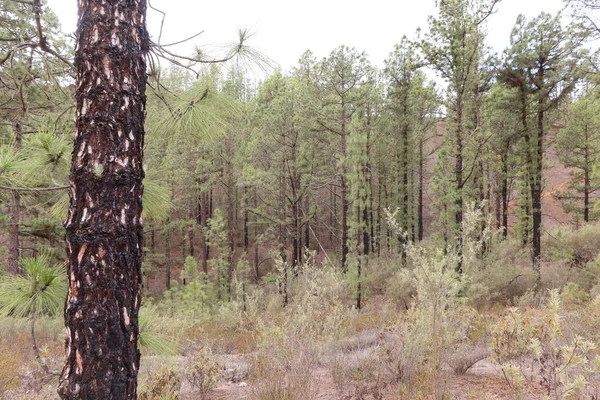 Vilaflor, Tenerife, İspanya, 29 Ekim 2025: Barranco de las Lajas geçidinde çıkan yangından sonra hayatta kalan Kanarya Adası çam ormanı, Dona Candida Dağı, Tenerife, İspanya