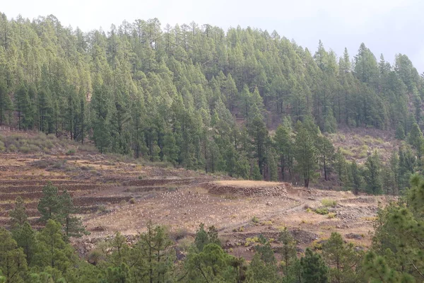 Vilaflor, Tenerife, İspanya, 29 Ekim 2025: İspanya Tenerife, İspanya 'da Vilaflor yakınlarındaki Dona Candida Dağı' ndaki Barranco de las Lajas vadisinde çıkan yangından sonra hayatta kalan Kanarya Adası çamları ormanında