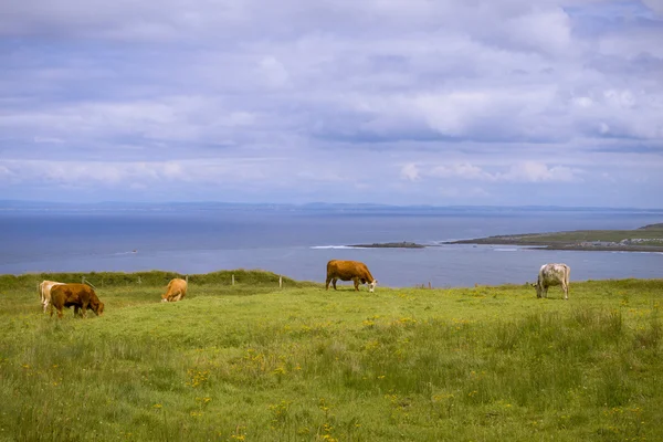 Vaches au bord de la mer Photo De Stock