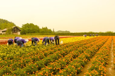 kadife çiçeği Bahçe