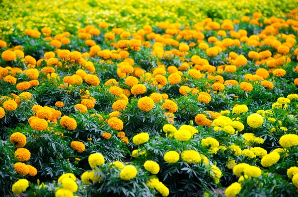 Marigold meadow in garden — Stock Photo, Image