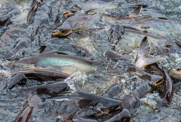 kalabalık yılan kafalı balık