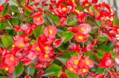 dikenler çiçek (euphorbia milli desmoul kırmızı taç)