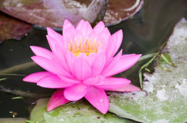 Bulutlu gün havuzda güzel pembe lotus