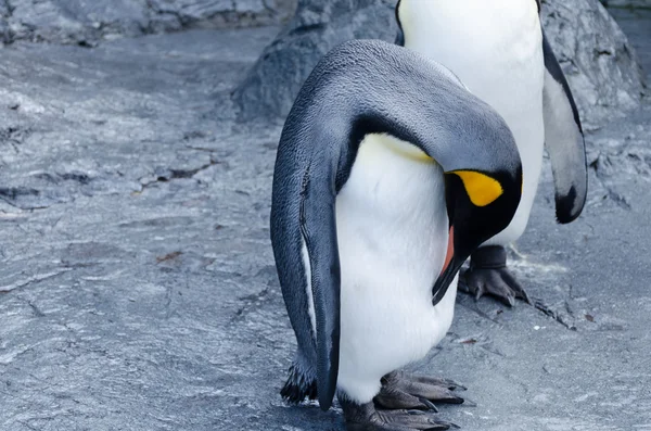 Gemensamma pingvin — Stockfoto