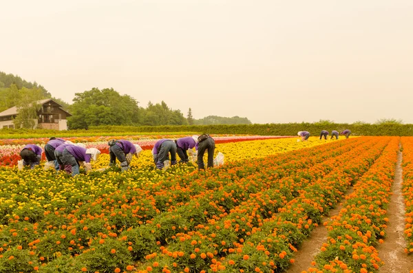 Marigold garden — Stock Photo, Image