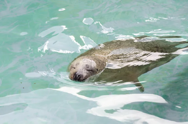 Seelöwe — Stockfoto