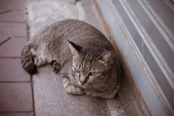 Eenzame kat — Stockfoto