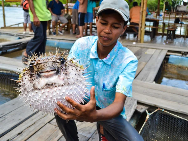 A man was showing his Puffer fish — Stock Photo, Image