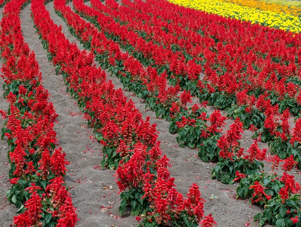 The Celosia Plumosa Flower Royalty Free Stock Images