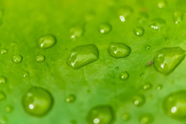 Groen blad met waterdruppel — Stockfoto