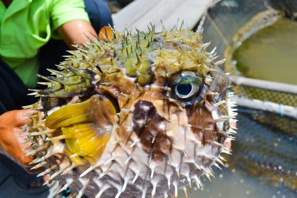 Poisson-globe à la main masculine — Photo