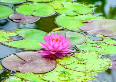 Güzel pembe nilüfer gölette