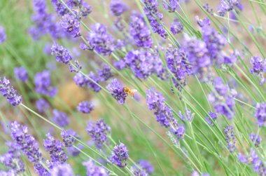 Arı ile tatlı lavanta