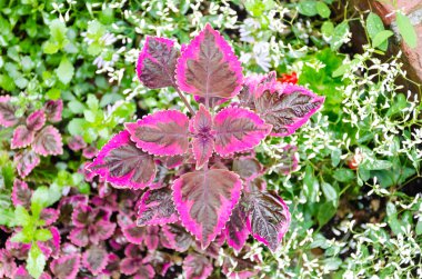 Mor coleus, ısırgan boyalı.
