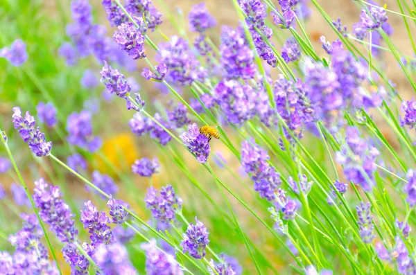 A bee with lavender — Stock Photo, Image