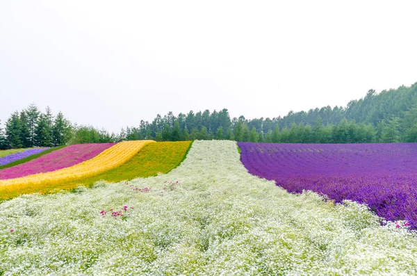 çiçek alanı satırı