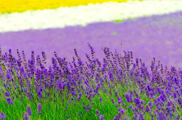 Fiore di lavanda in giardino — Foto Stock