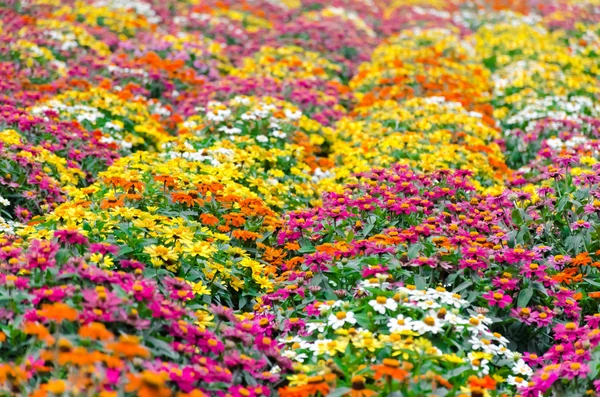 Zinnia elegans flores — Fotografia de Stock