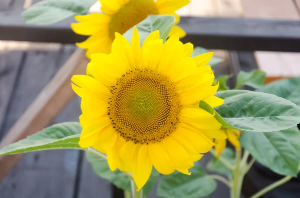 Sonnenblume — Stockfoto