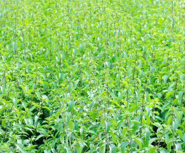 Nane Bahçe medow arka plan