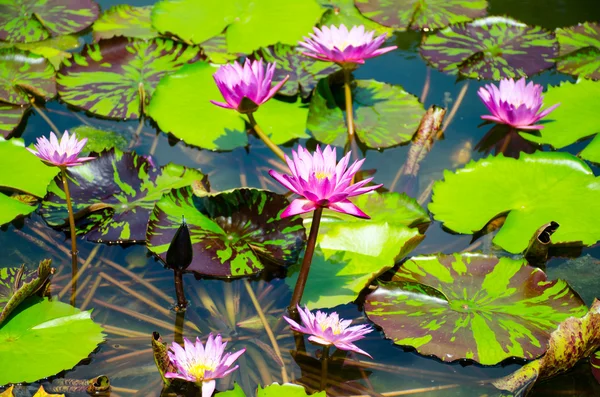Groep van mooie roze lotus bloeien in de vijver — Stockfoto