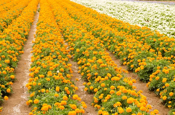 Marigold and white begonia  garden — Stock Photo, Image