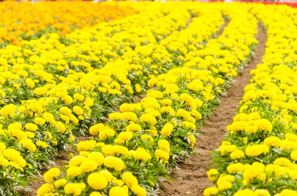 Yellow marigold meadow garden — Stock Photo, Image