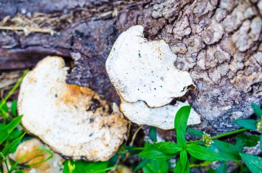 Stumb tarihinde mantarlar