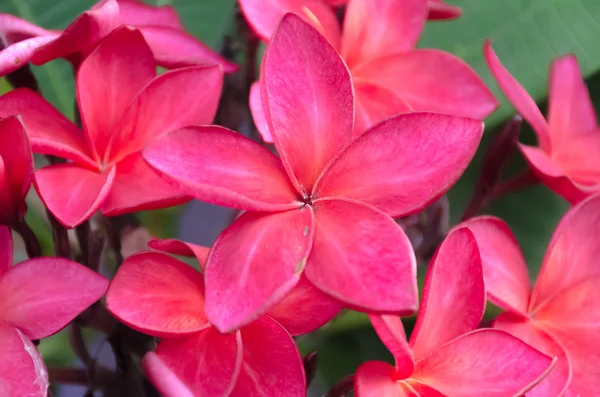 Fiori di plumeria rossa — Foto Stock