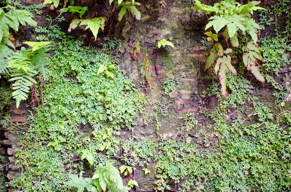 Vecchia parete con felce e piante tropicali — Foto Stock