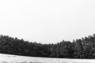 çam ormanı siyah ve beyaz