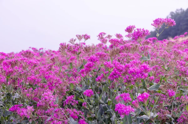 Silene armeria flower — Stock Photo, Image