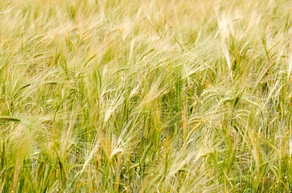 Hordeum — Stock fotografie