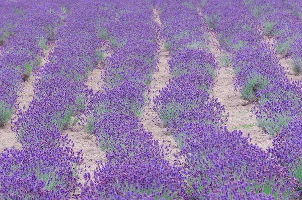 Lavender field — Stock Photo, Image