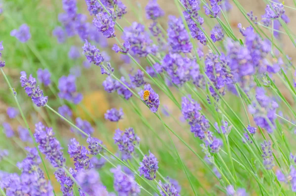 Lavender flower closeup in the garden with a bee — Stock Photo, Image