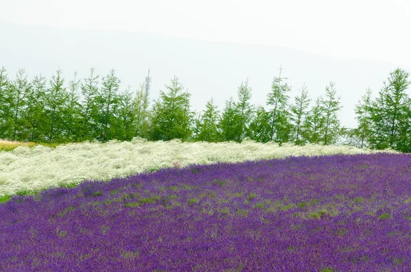 Lavender — Stock Photo, Image