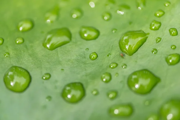 Groene blad met drop — Stockfoto
