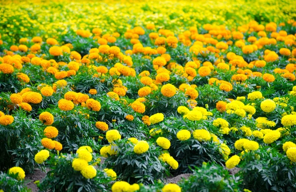 Marigold meadow in garden — Stock Photo, Image