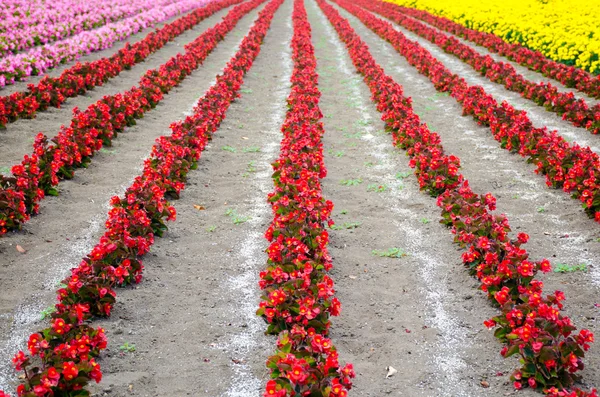 The rows of red begonia Flower garden between with Ameria and ma Stock Photo