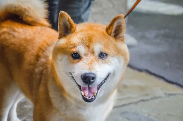 Shiba inu 见摄影师 图库图片