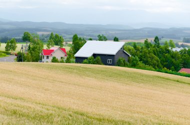 kırlarda, hokkaido, Japonya